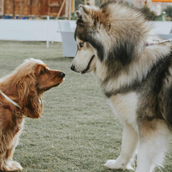 A husky and a cocker spaniel greeting each other on a lawn
