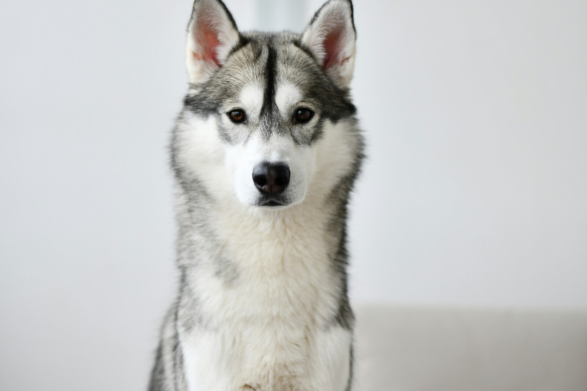 A husky sitting upright against a plain white background