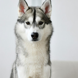 A husky sitting upright against a plain white background