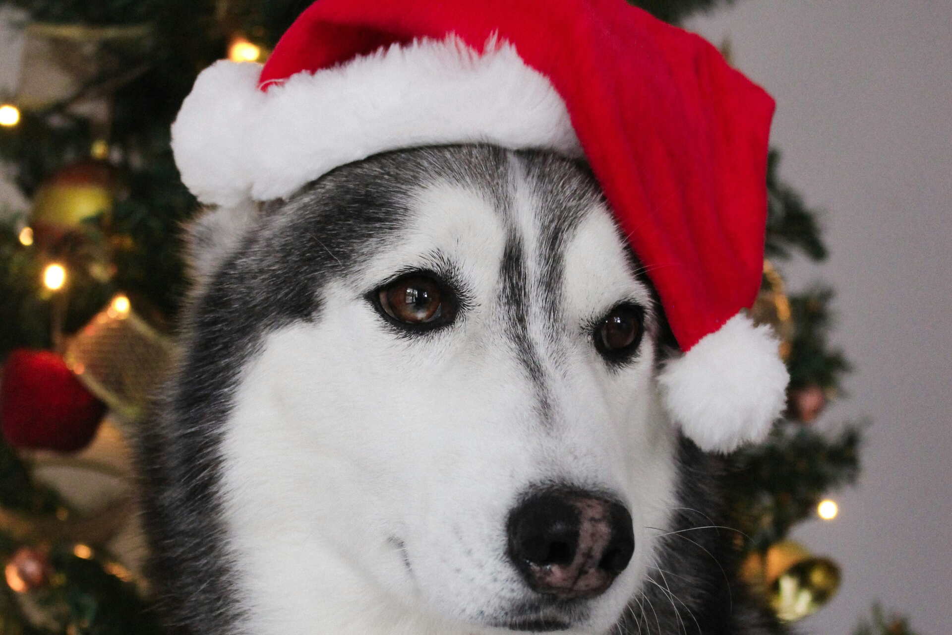 A husky wearing a Santa hat in front of a decorated Christmas tree