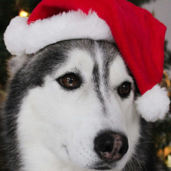 A husky wearing a Santa hat in front of a decorated Christmas tree