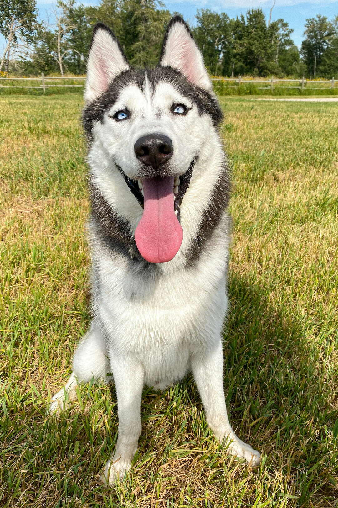 A husky sitting on grass with its tongue out