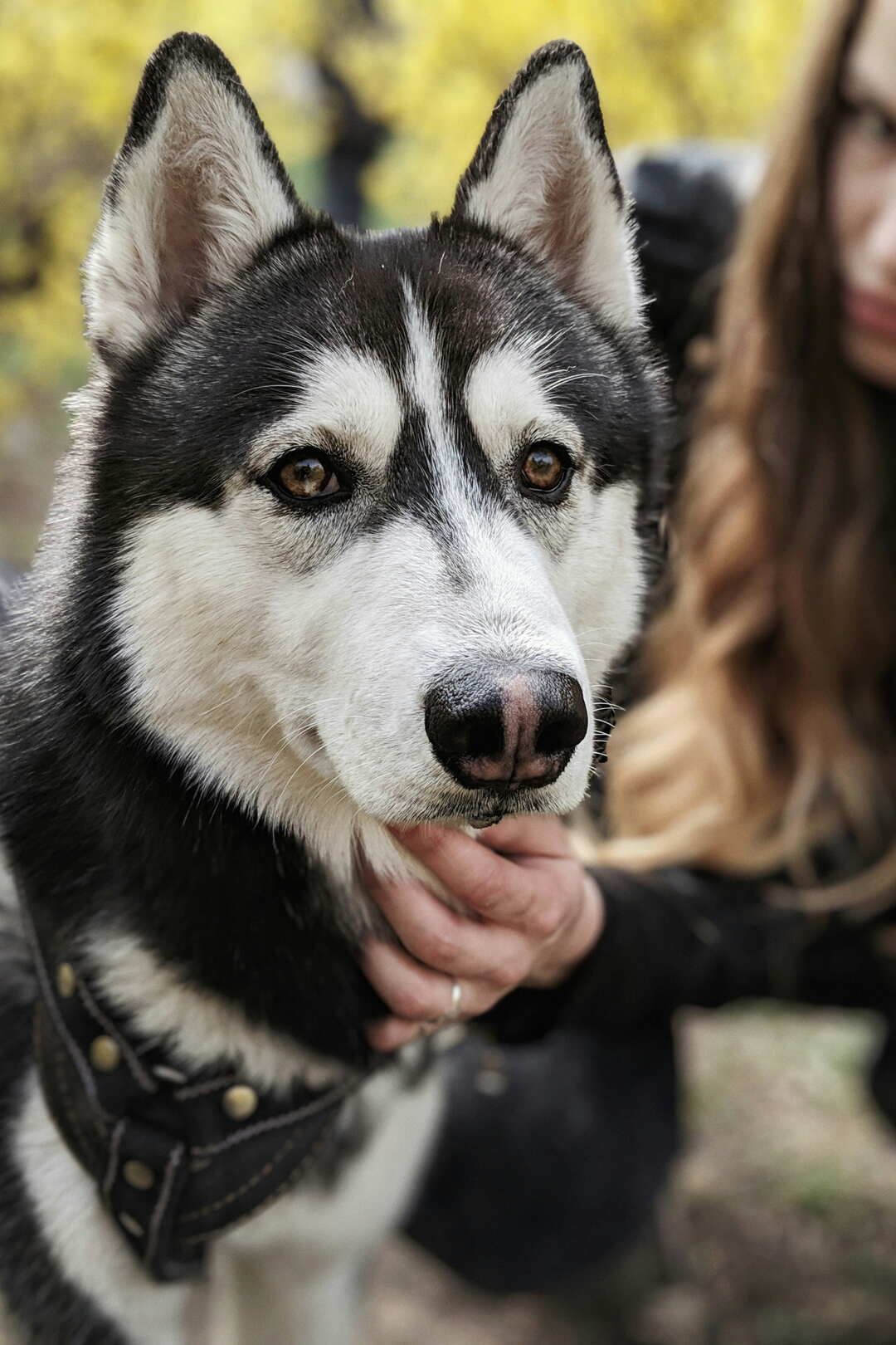 A husky resting its chin in a person's hand