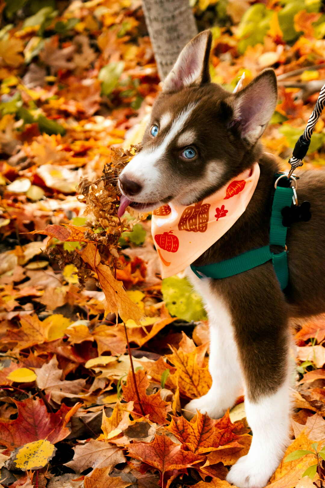 A red and white husky puppy standing in fallen autumn leaves