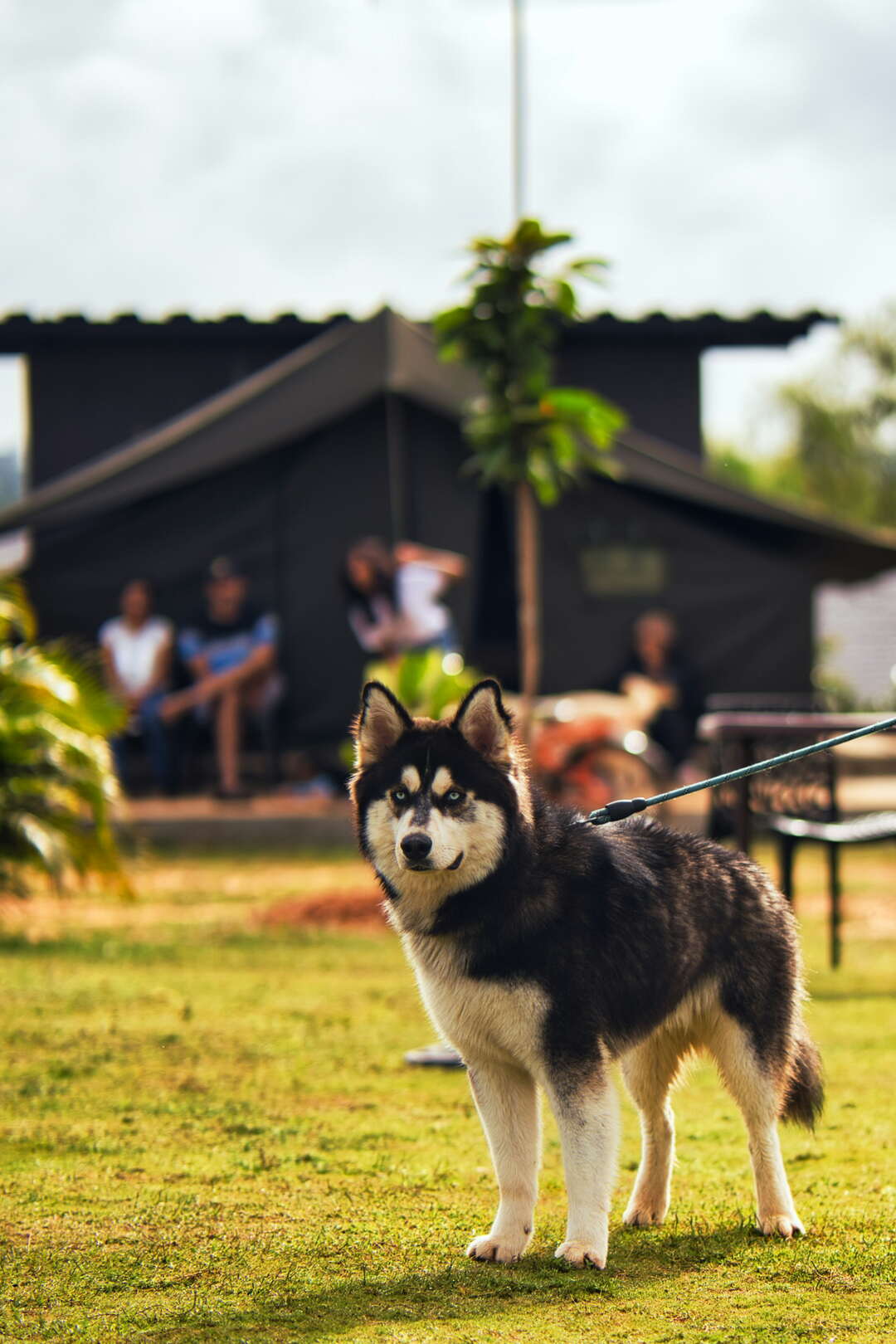 A husky standing on a grass field with spectators behind