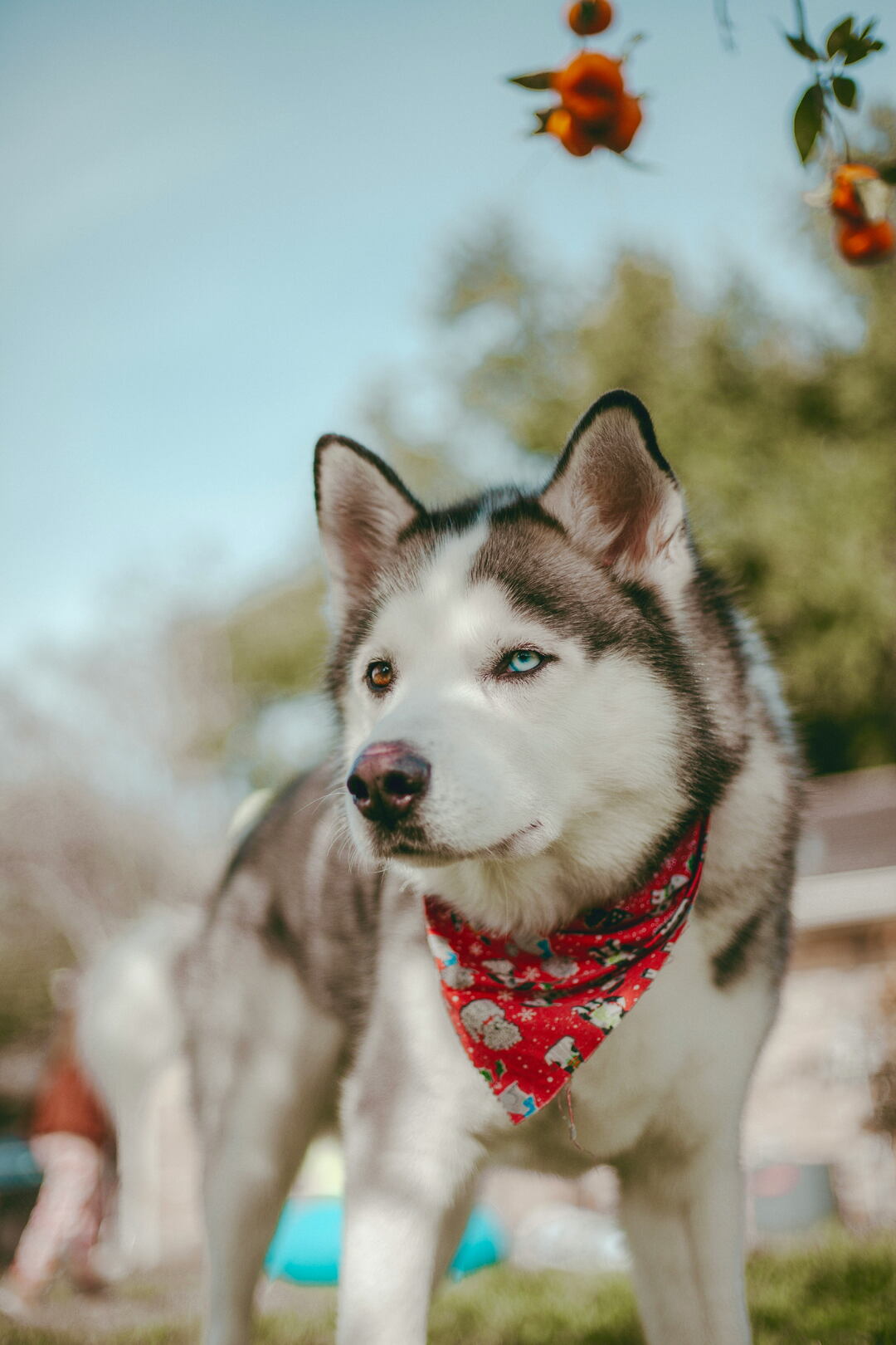 A husky wearing a red bandana outdoors